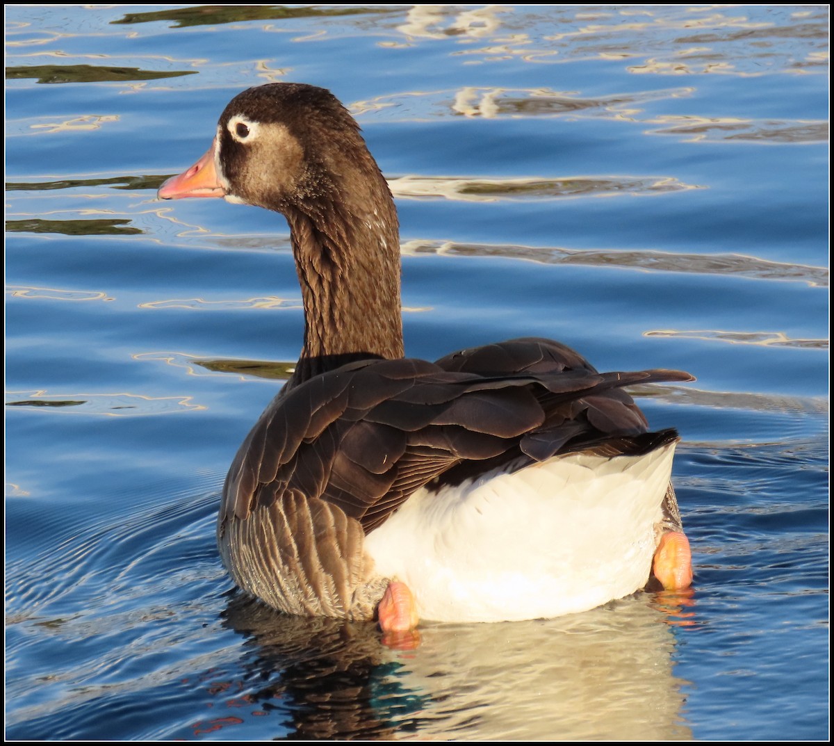 Domestic goose sp. (Domestic type) - Peter Gordon