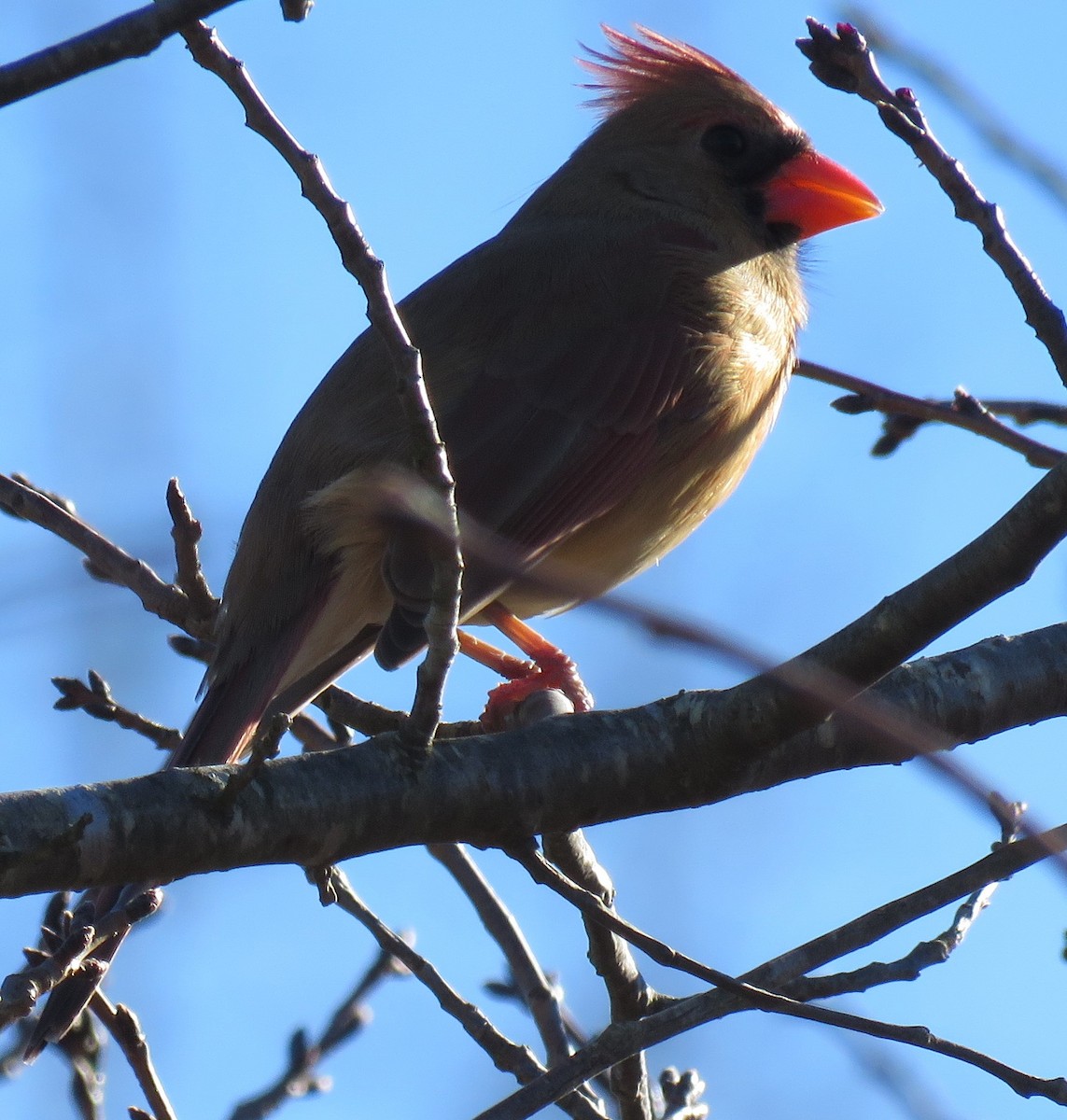 Northern Cardinal - ML613486672