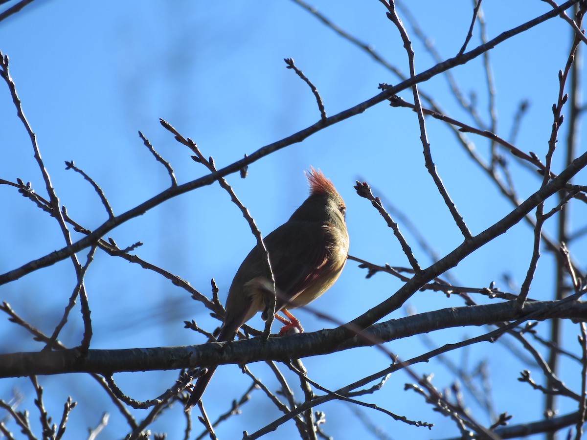 Northern Cardinal - ML613486673