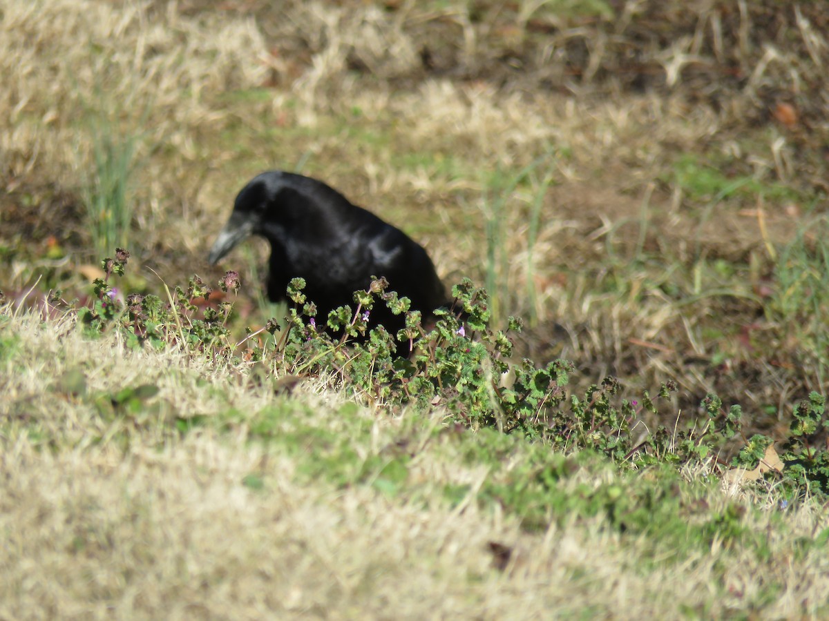 American Crow - ML613486699