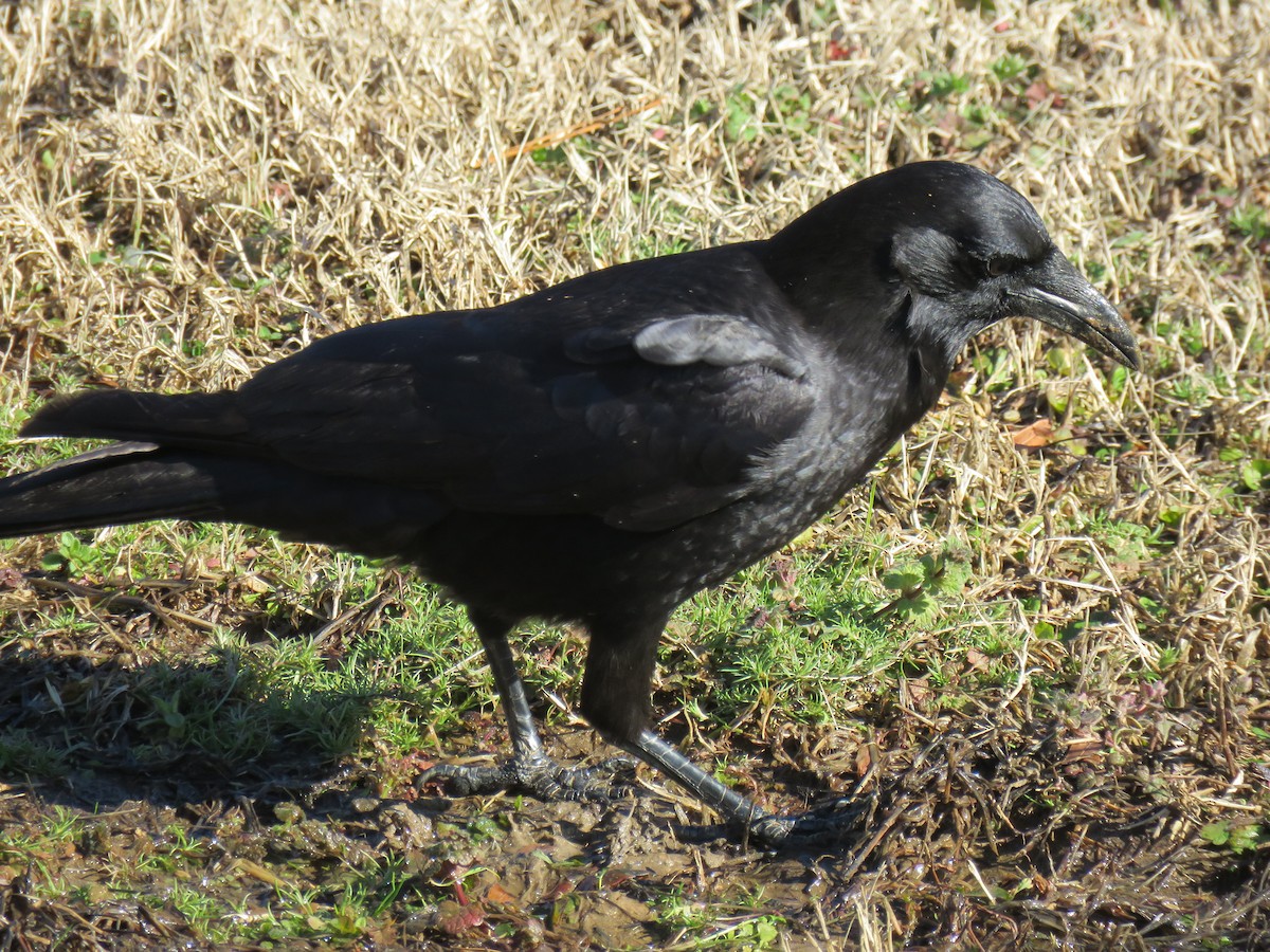 American Crow - ML613486700