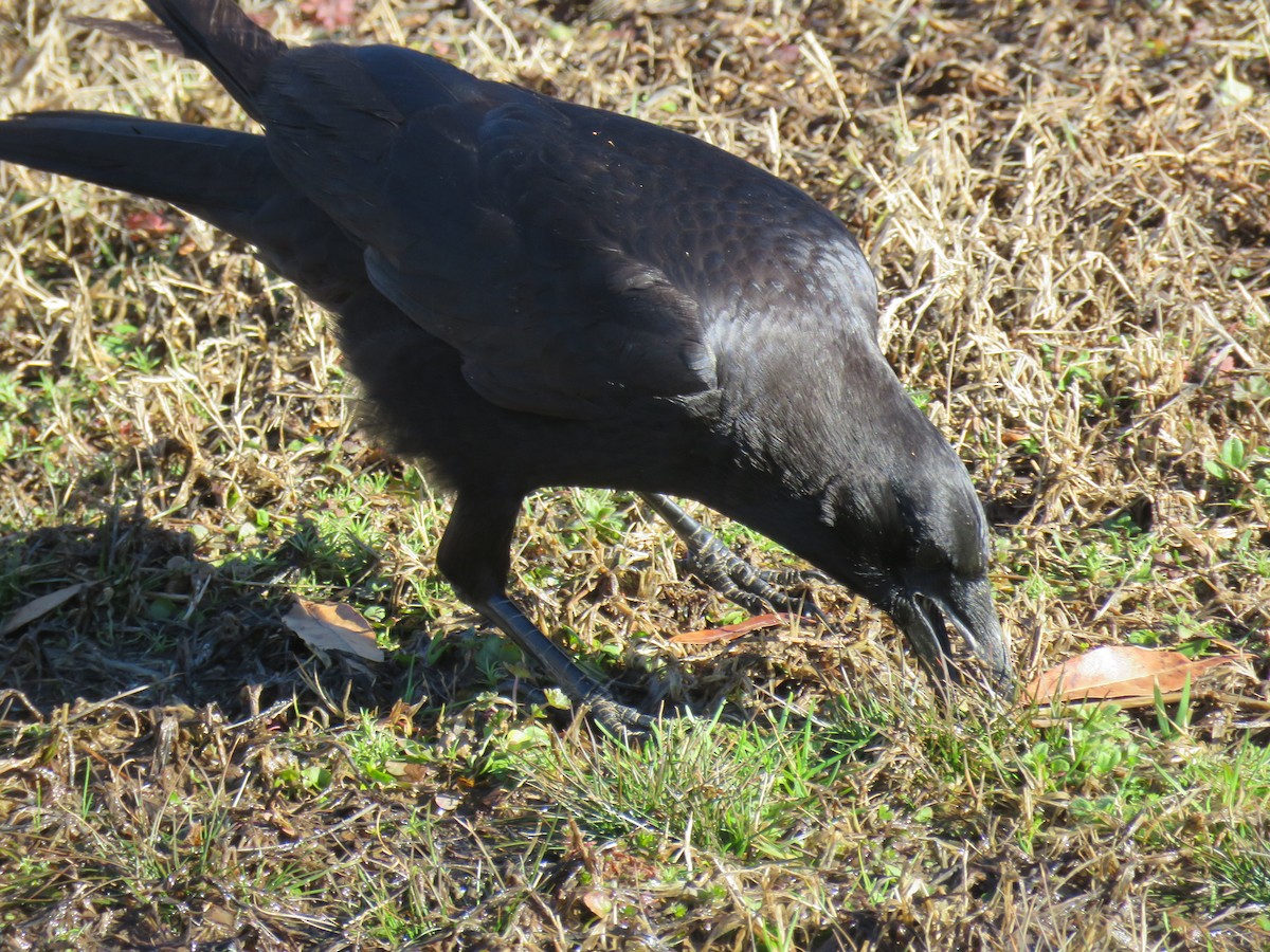 American Crow - ML613486701