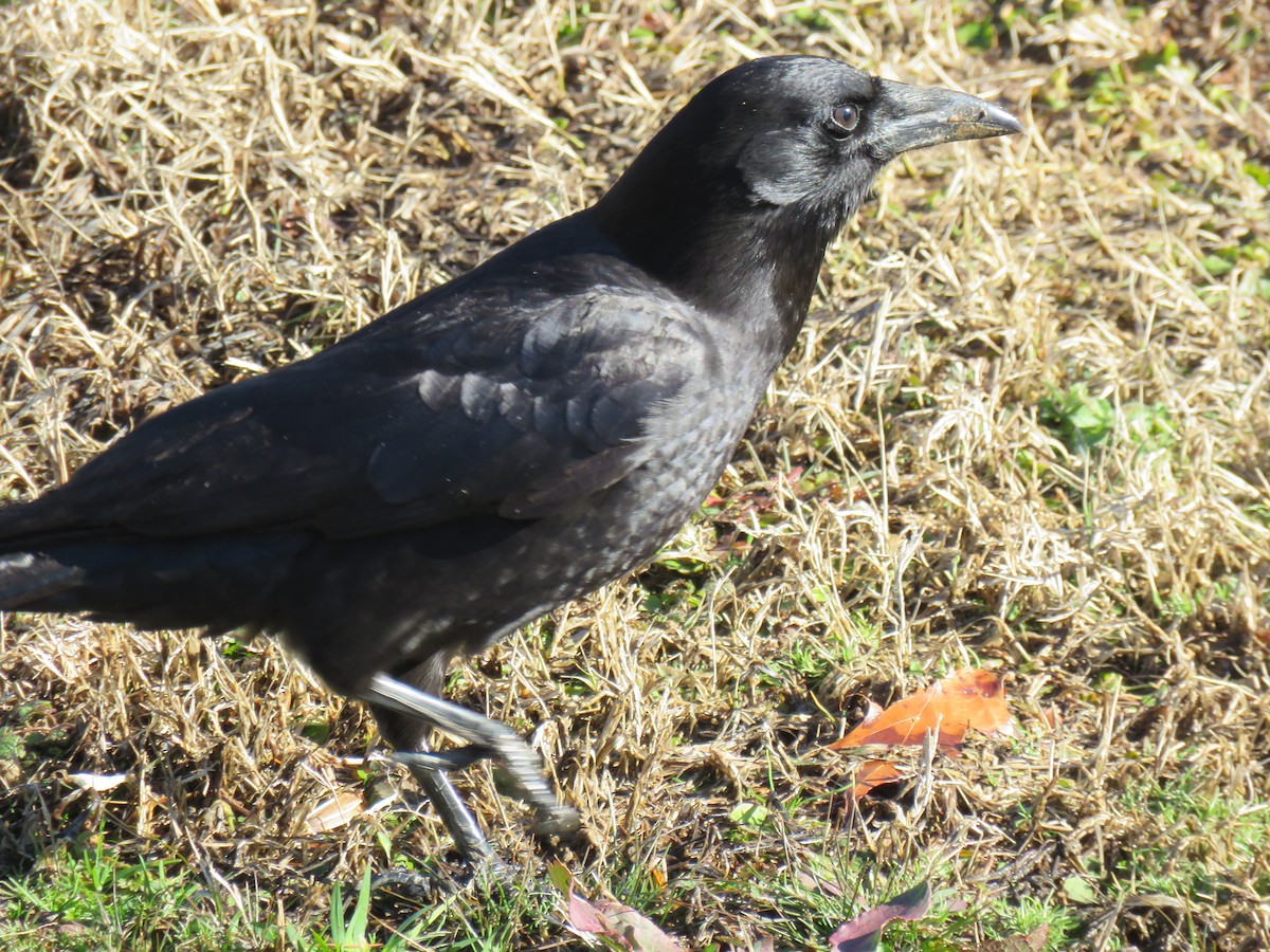 American Crow - ML613486702