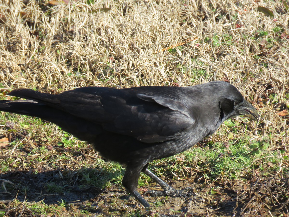 American Crow - ML613486703