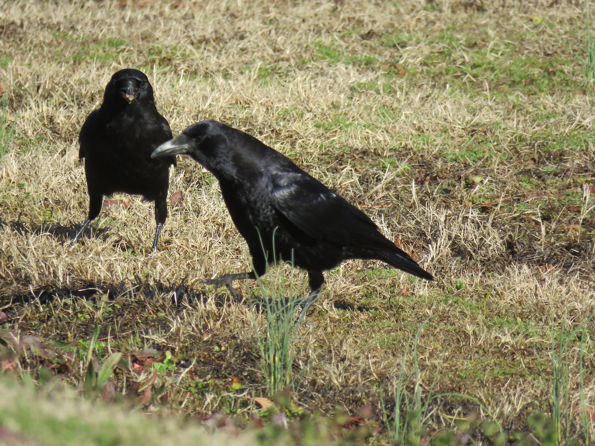 American Crow - ML613486704