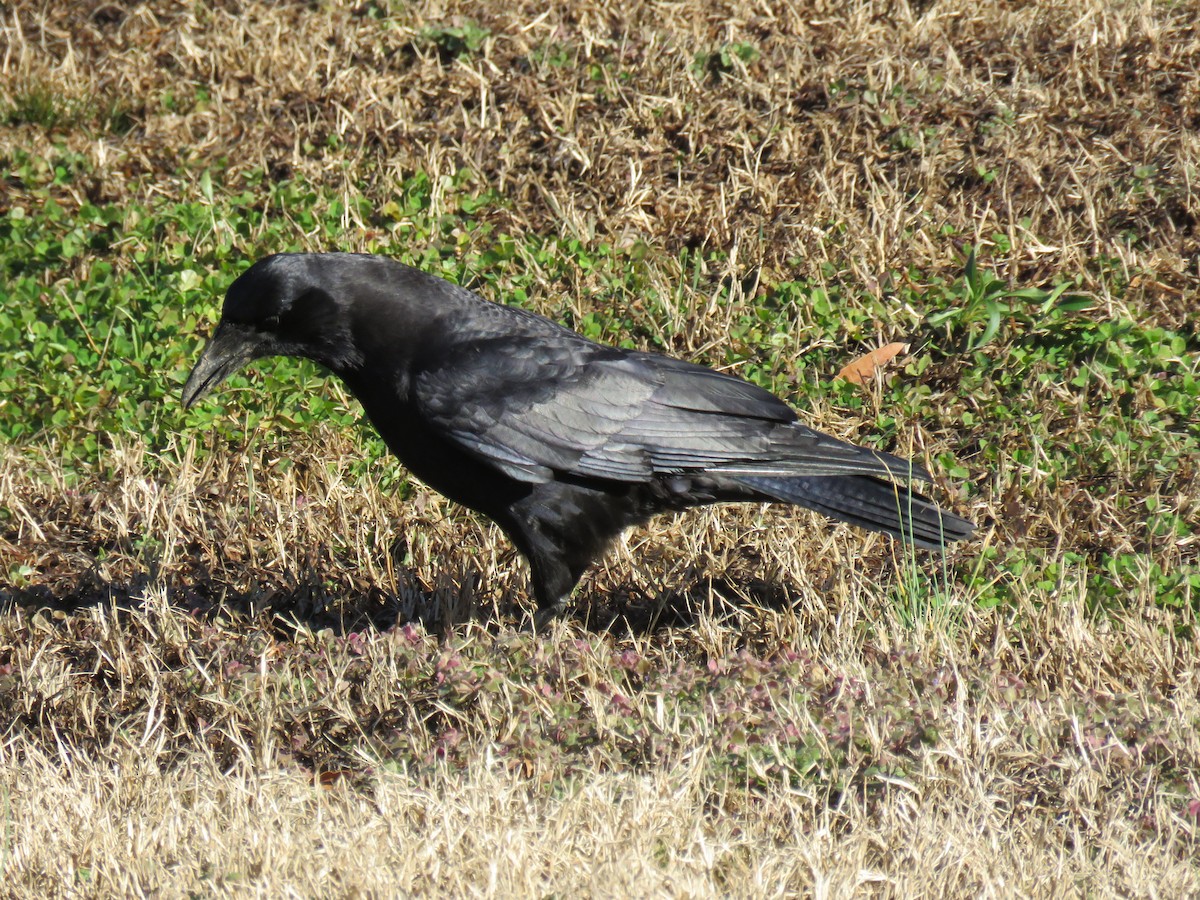 American Crow - ML613486705