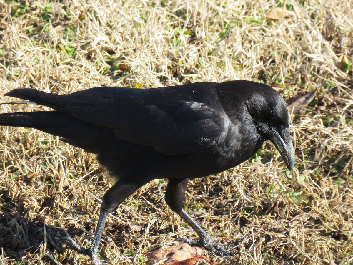 American Crow - ML613486706