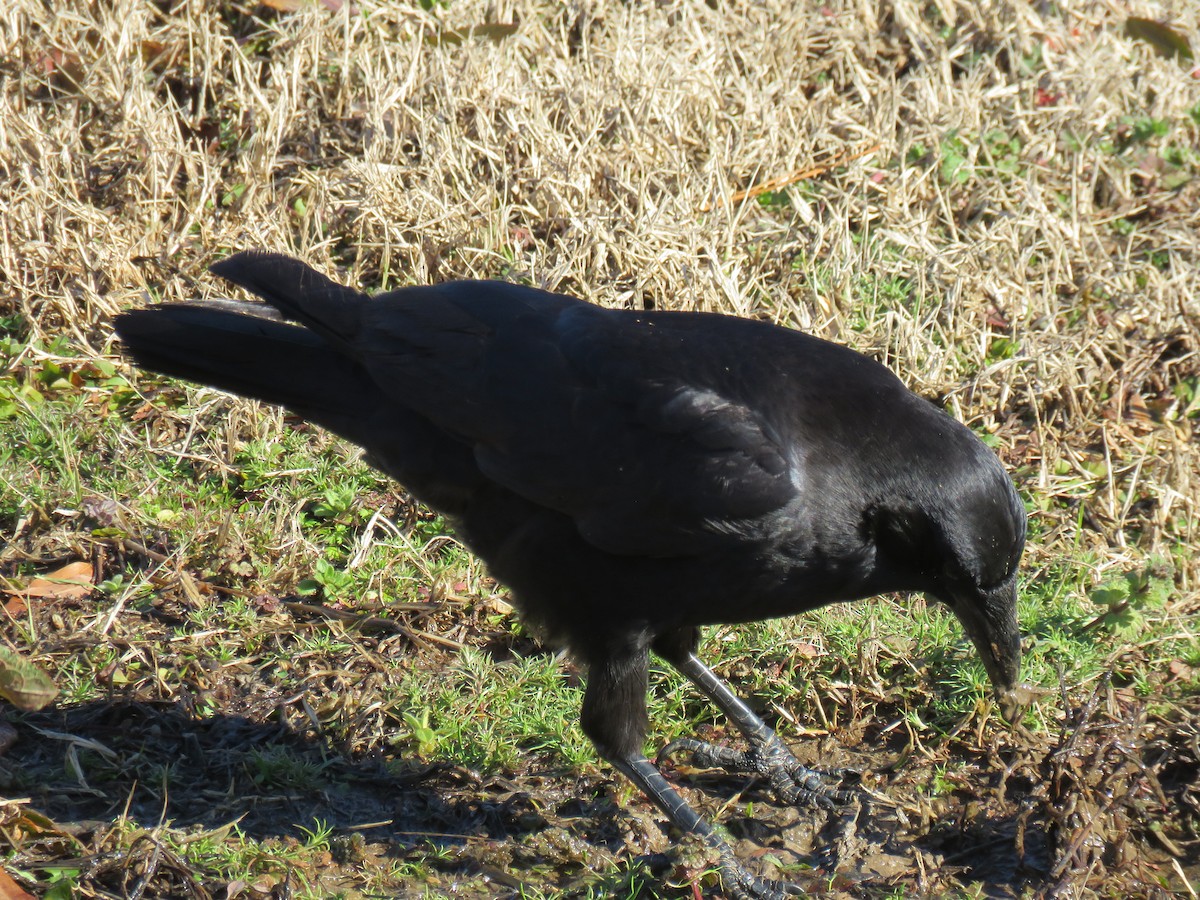 American Crow - ML613486707