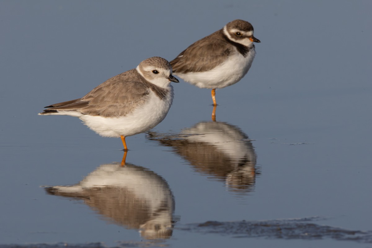 Piping Plover - Jodhan Fine