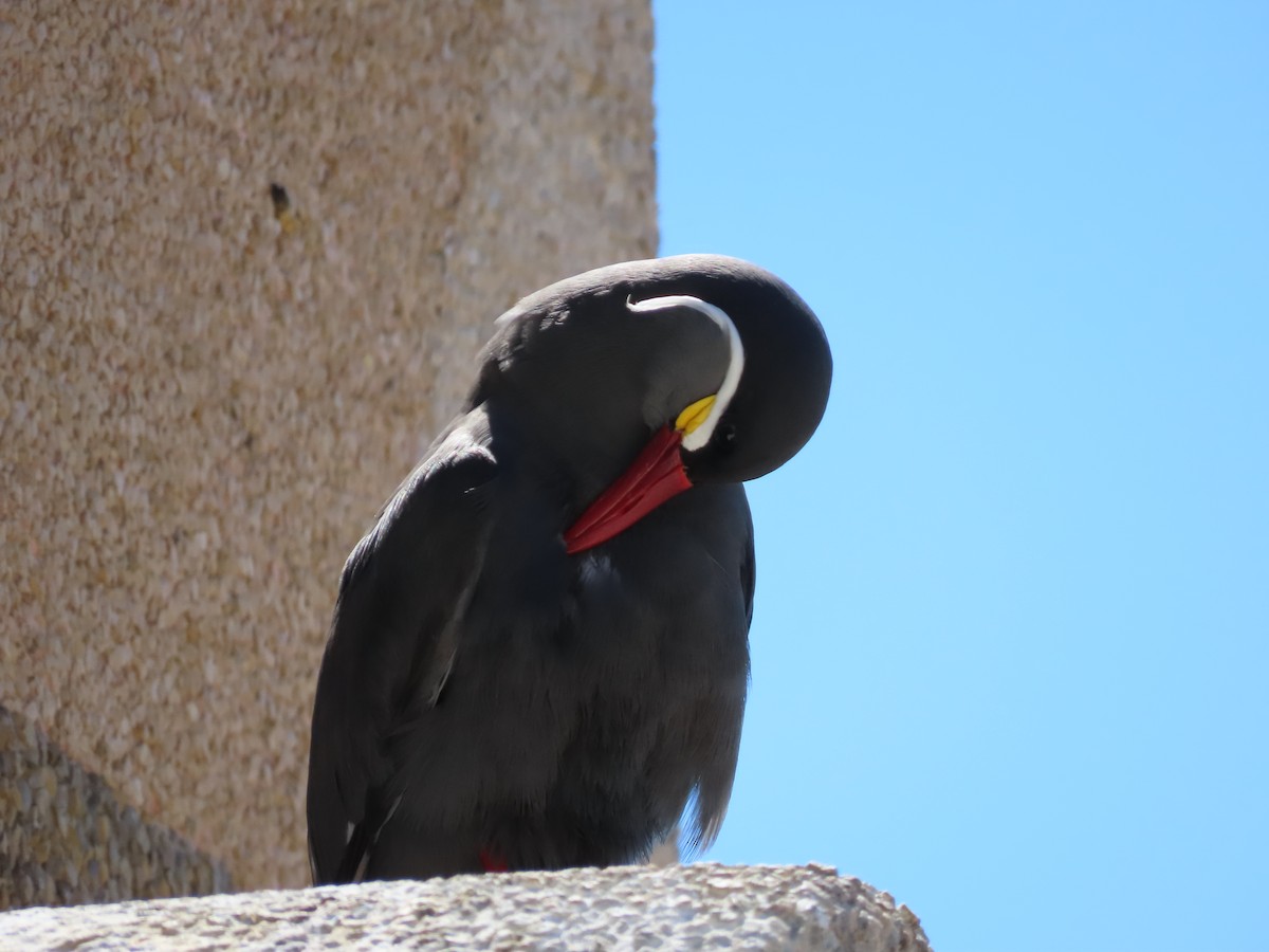 Inca Tern - Nelson Contardo