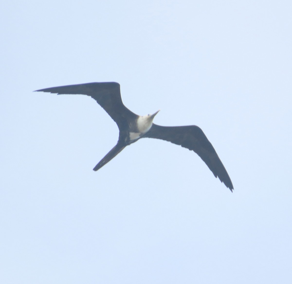 Magnificent Frigatebird - ML613486844