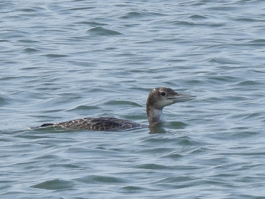 Common Loon - ML613486862