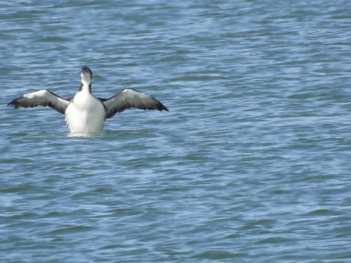 Common Loon - ML613486863