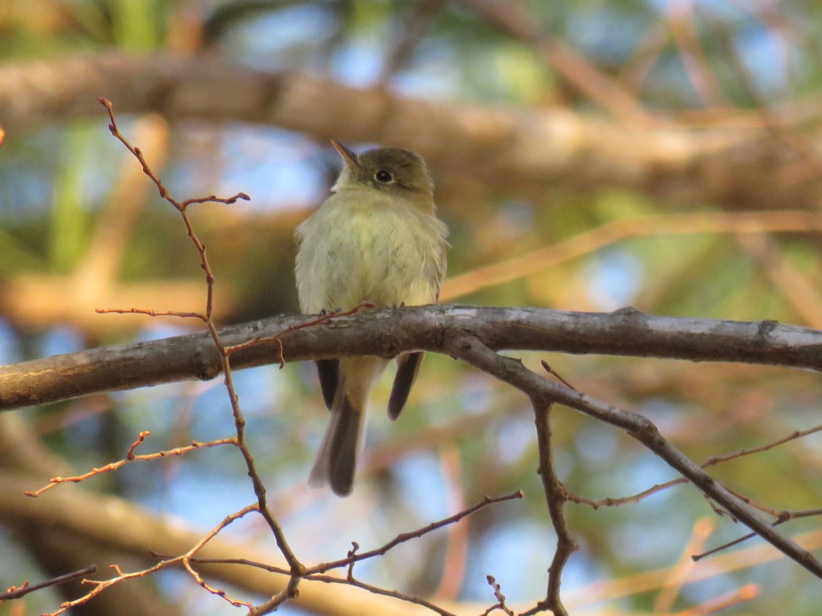 Western Flycatcher - ML613486891