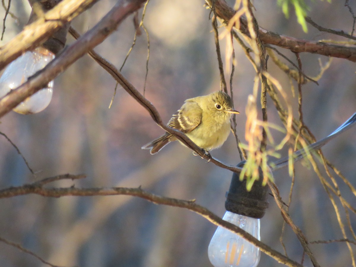 Western Flycatcher - ML613486892