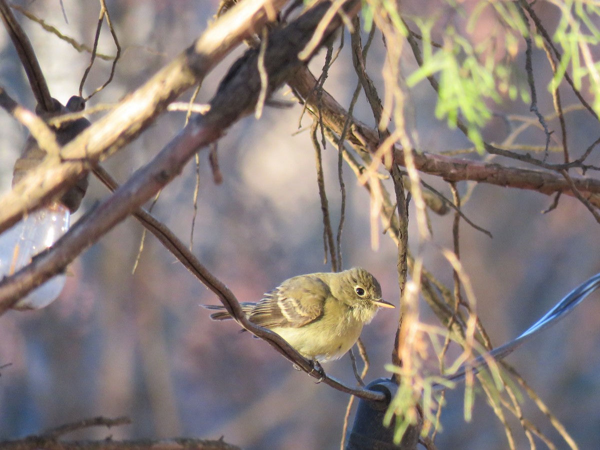 Western Flycatcher - ML613486893