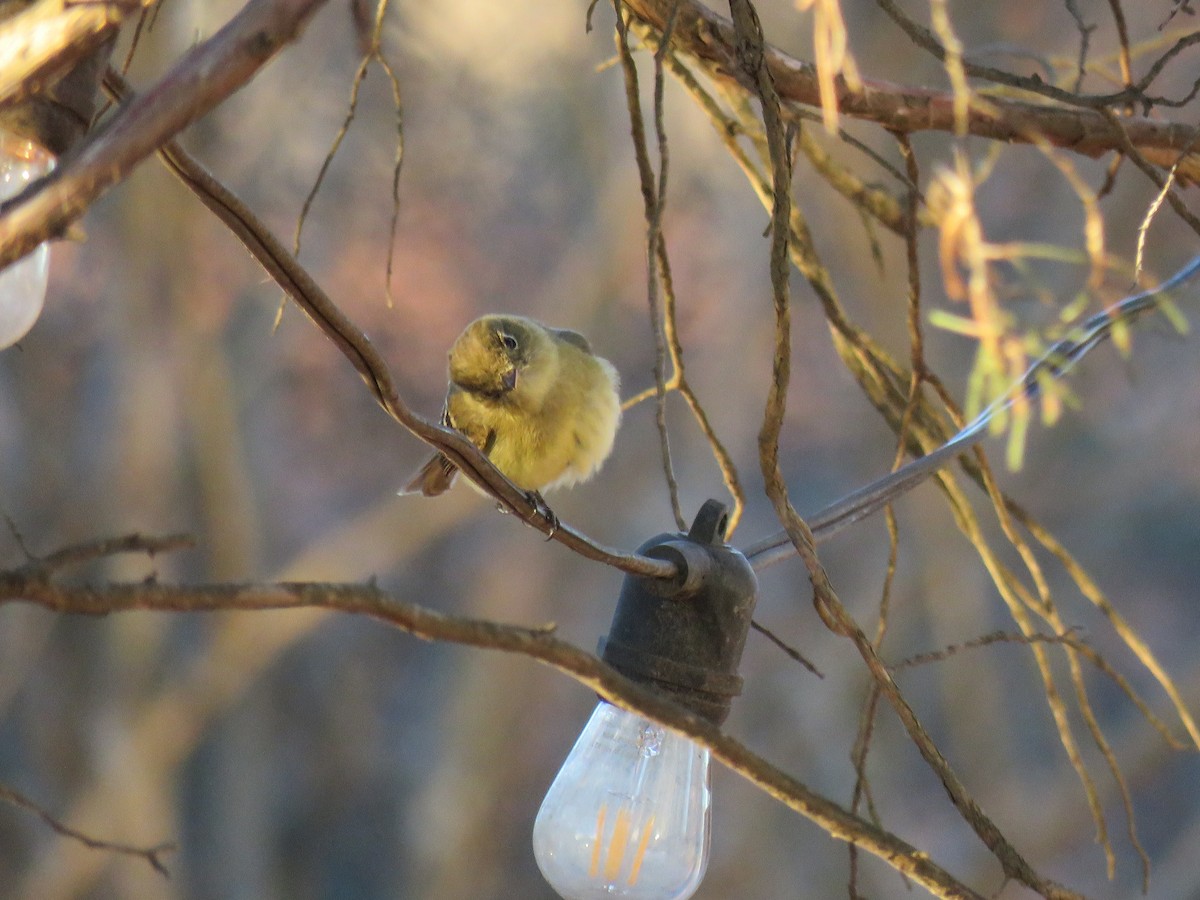 Western Flycatcher - ML613486895