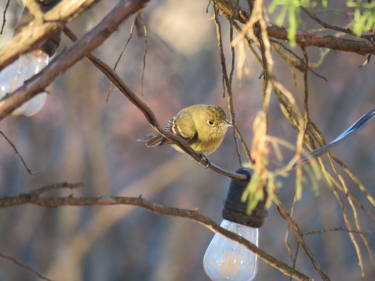 Western Flycatcher - ML613486896