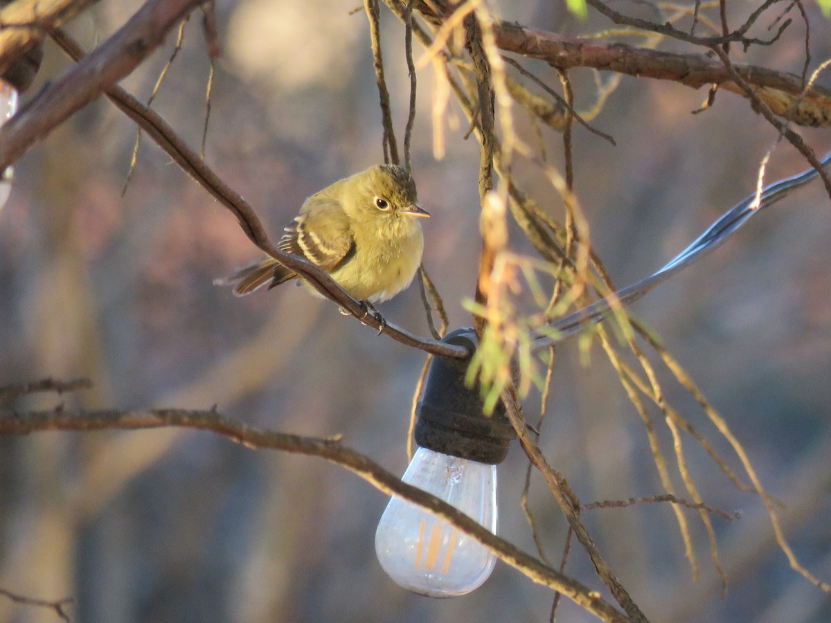 Western Flycatcher - ML613486897