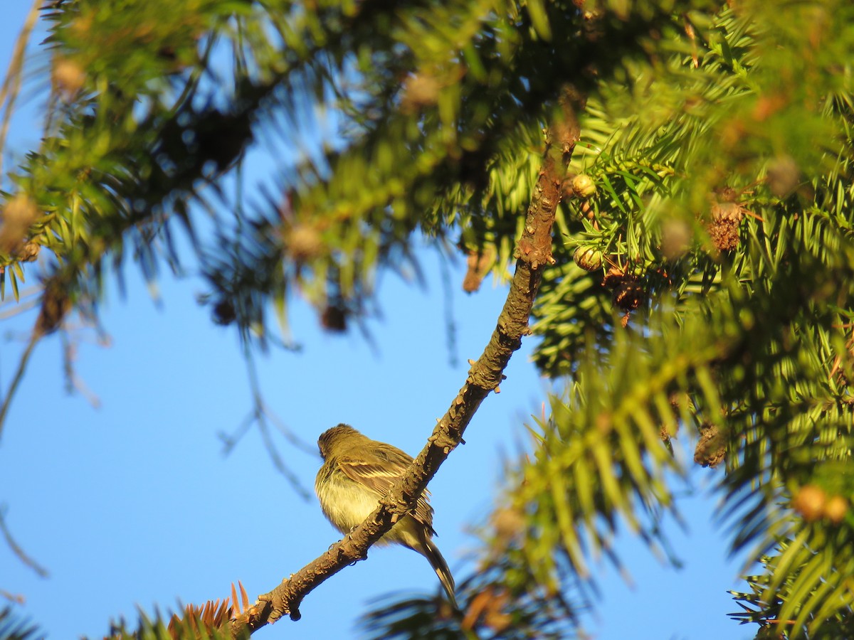 Western Flycatcher - ML613486898