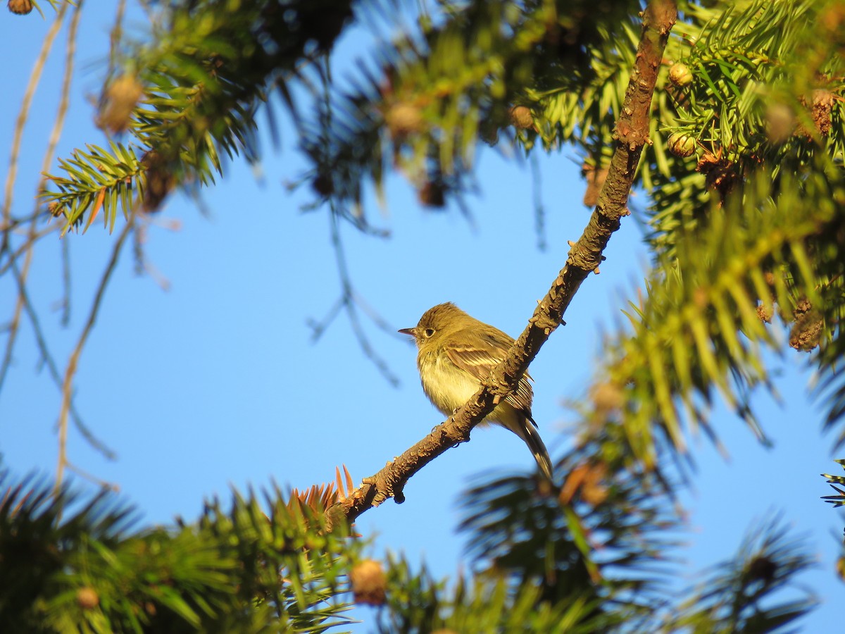 Western Flycatcher - Nick Spigler