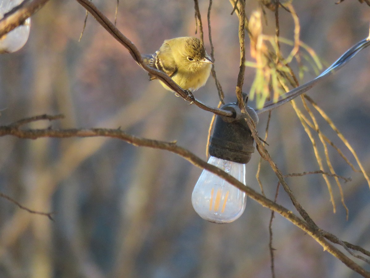 Western Flycatcher - ML613486900