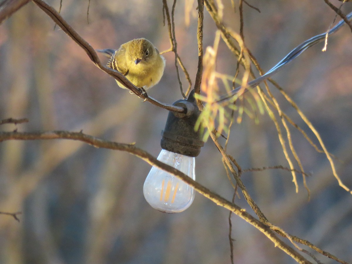 Western Flycatcher - ML613486901