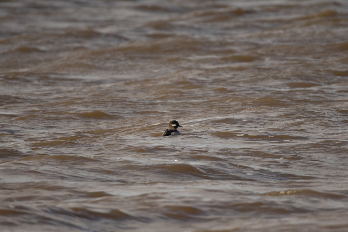 Bufflehead - ML613486926