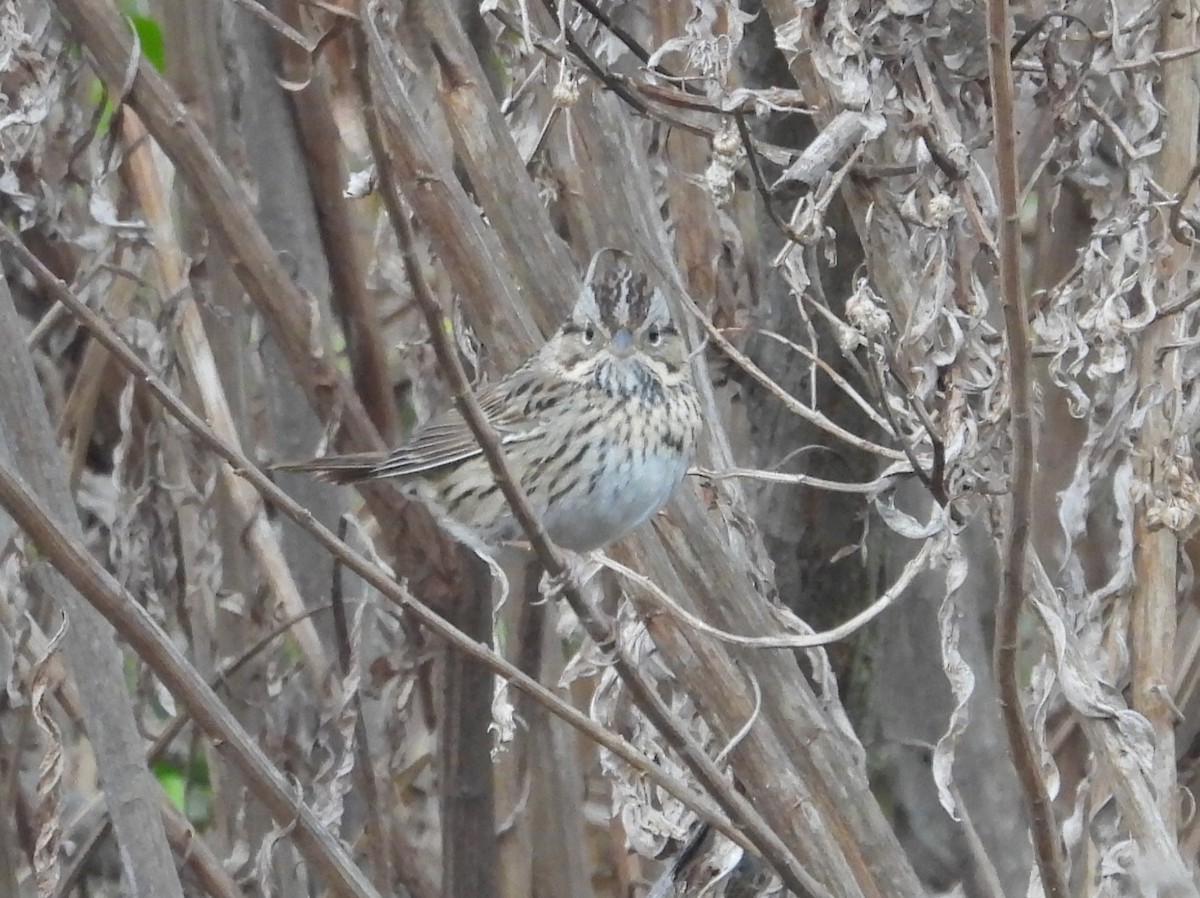 Lincoln's Sparrow - Paolo Matteucci