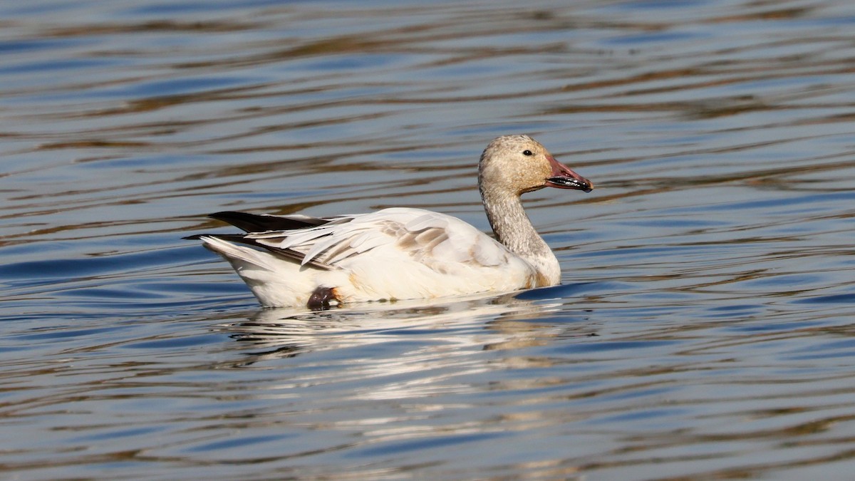 Snow Goose - Alistair Skinner