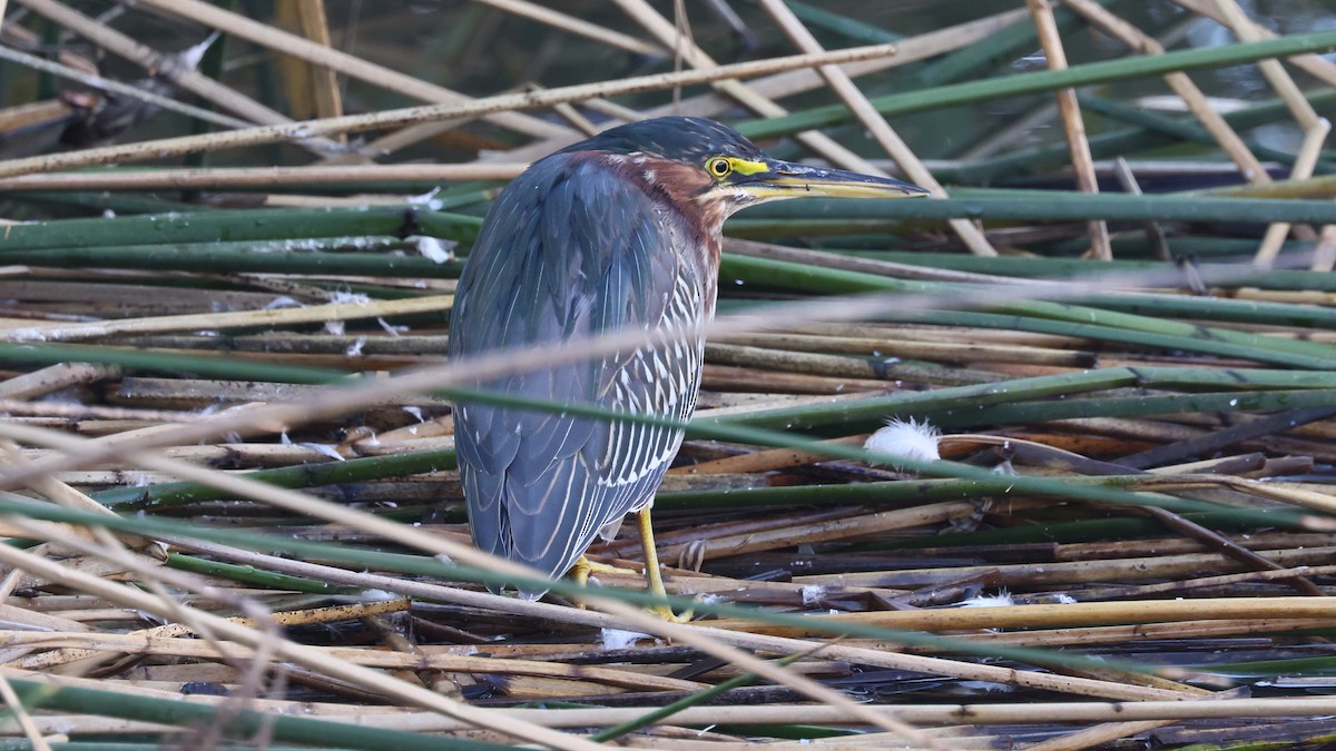 Green Heron - Alistair Skinner