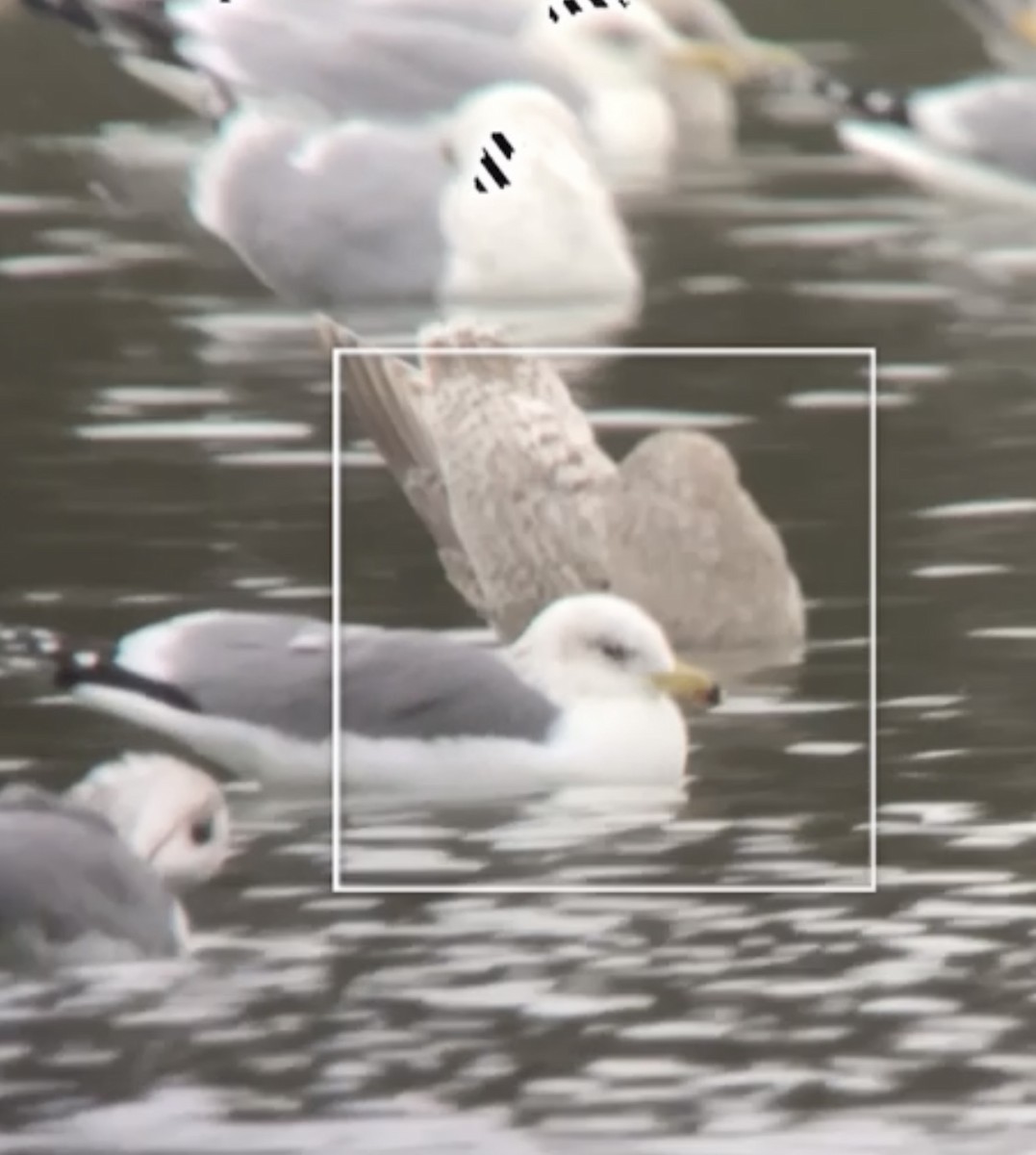 Iceland Gull (Thayer's) - Carter Gasiorowski