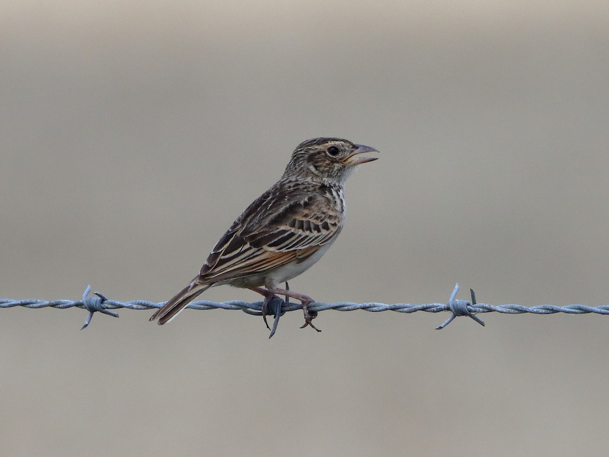 Singing Bushlark - ML613487189