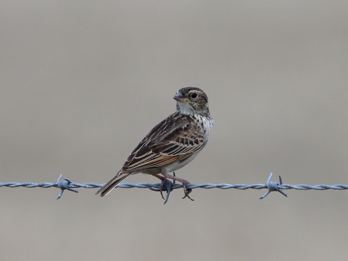 Singing Bushlark - ML613487190