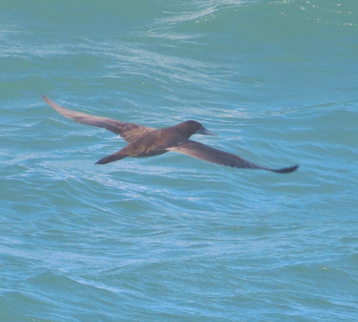 Brown Booby - ML613487255