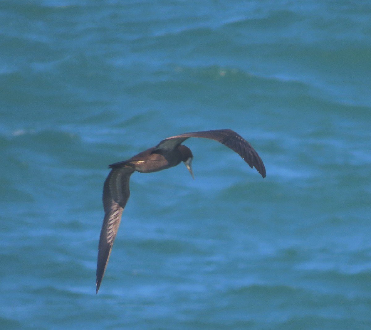Brown Booby - ML613487257