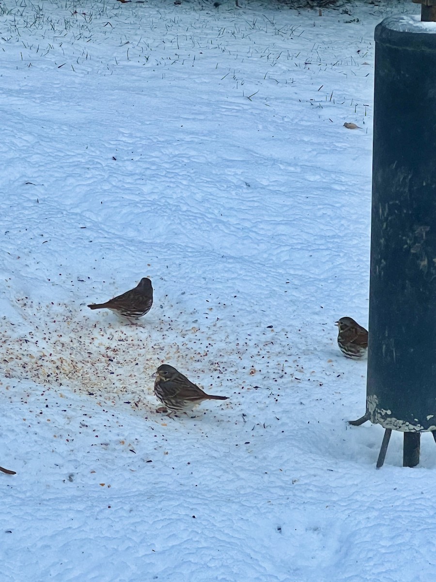 Fox Sparrow - ML613487259