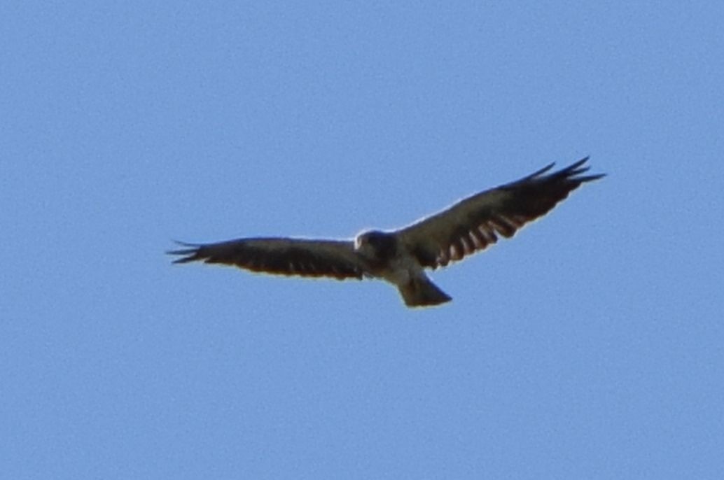 Swainson's Hawk - ML613487404