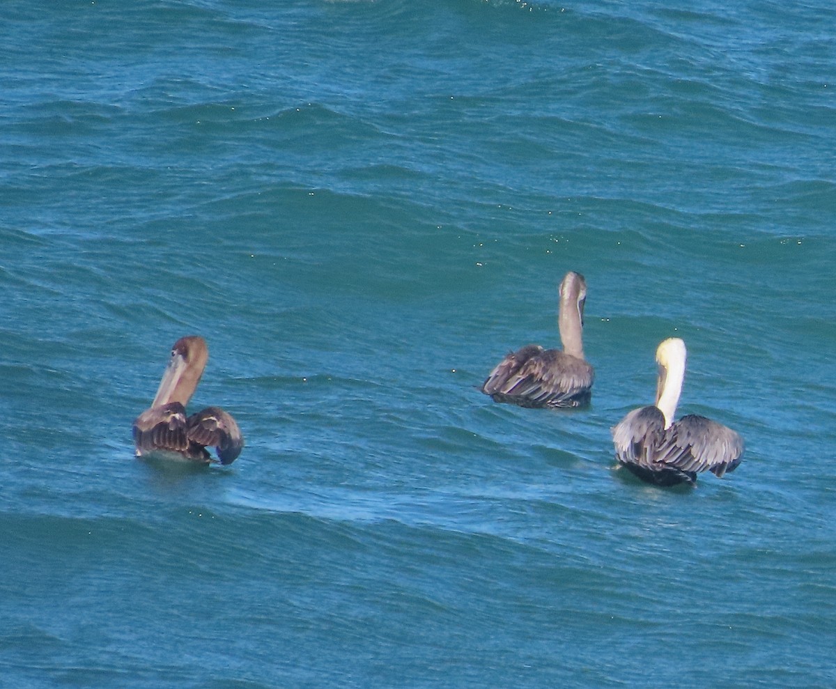 Brown Pelican - ML613487408