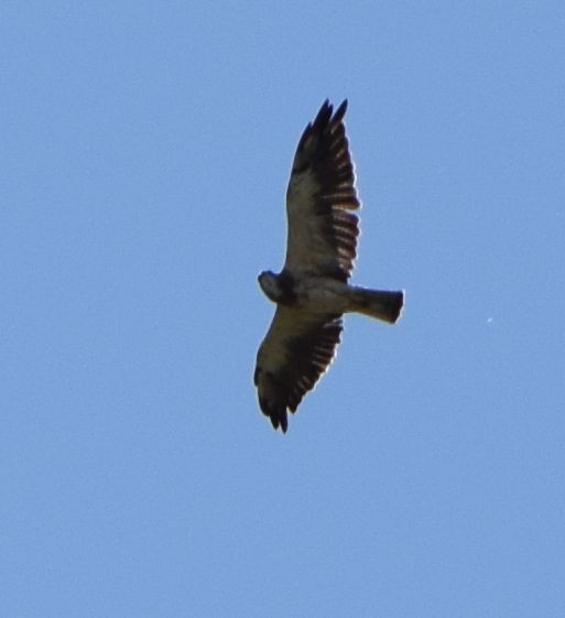 Swainson's Hawk - ML613487414