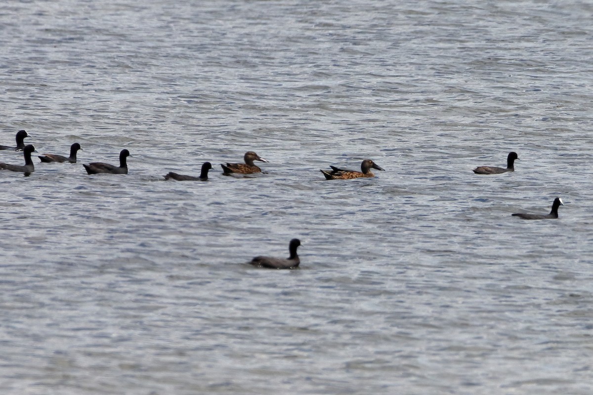 Australasian Shoveler - ML613487492