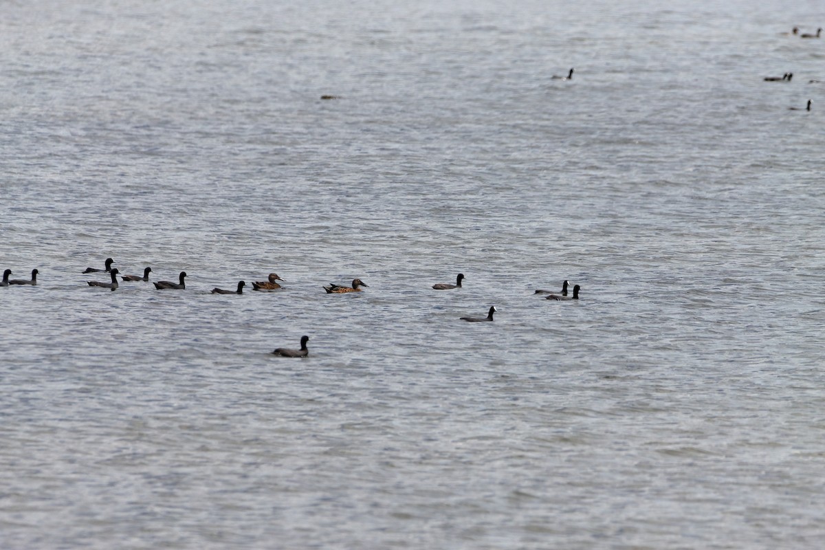 Australasian Shoveler - ML613487494