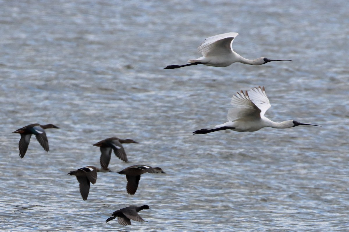 Gray Teal - ML613487503