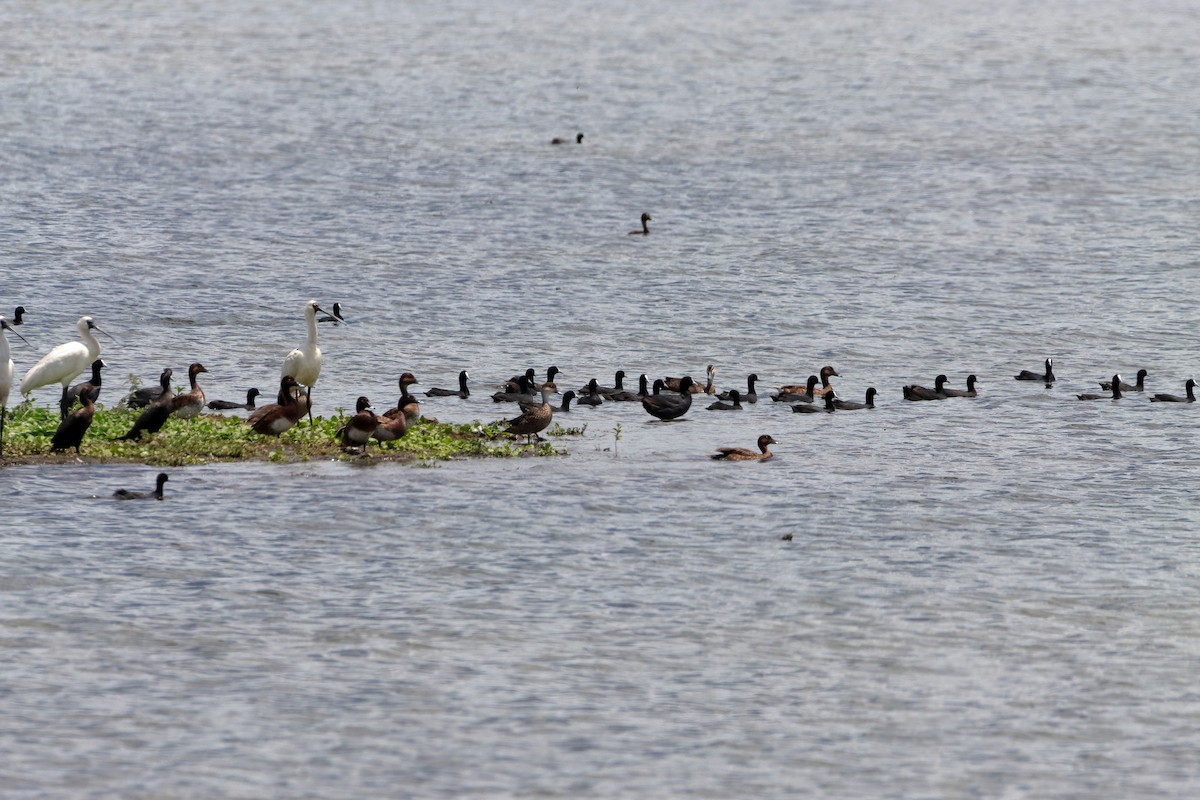 Gray Teal - ML613487504