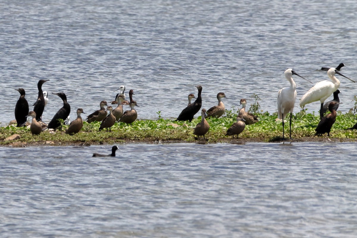 Little Black Cormorant - ML613487516