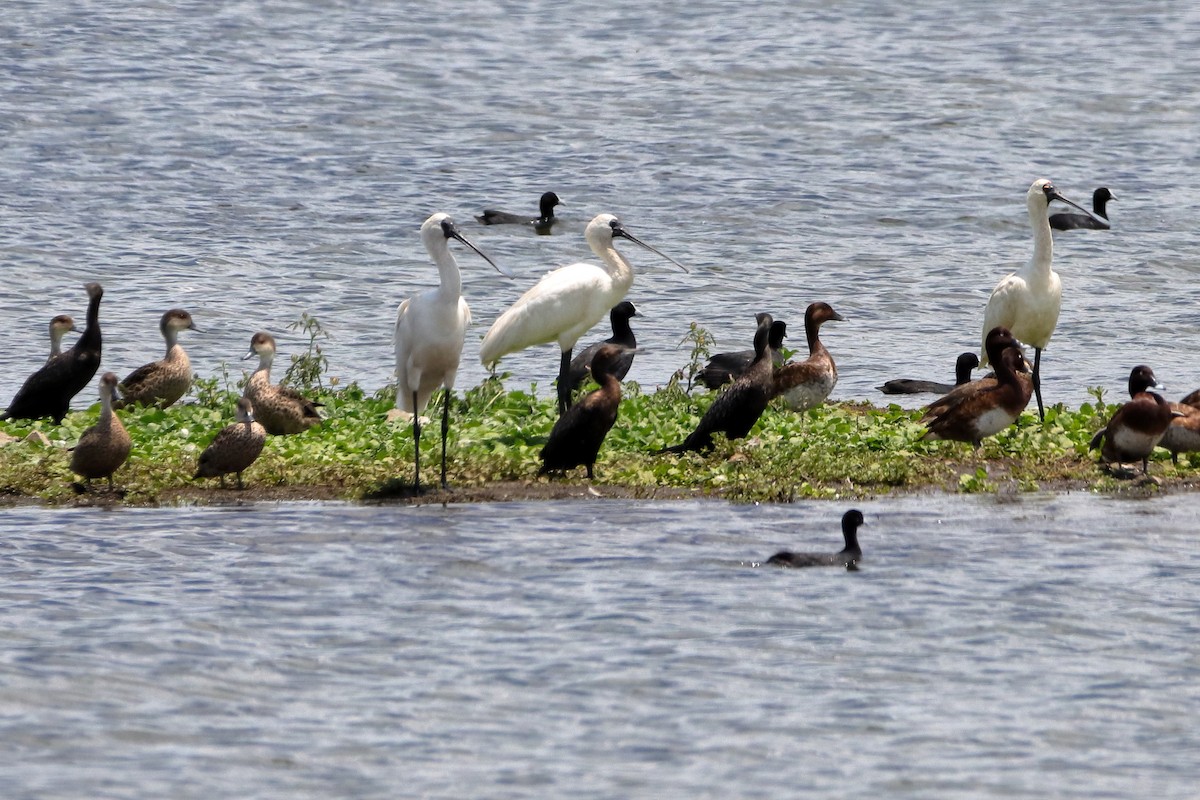 Royal Spoonbill - ML613487521