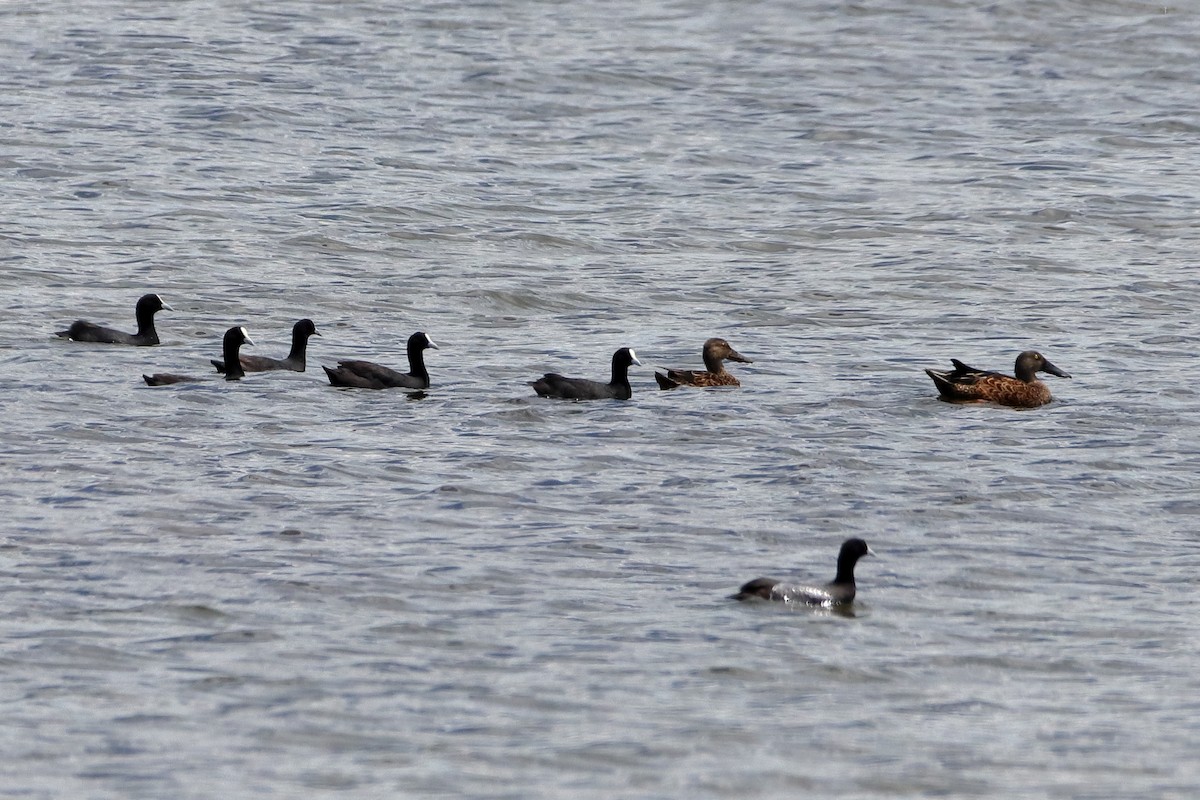 Халзан түнжүүр - ML613487528