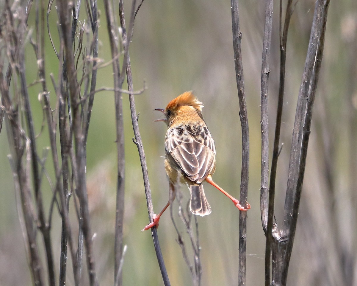 Golden-headed Cisticola - ML613487540