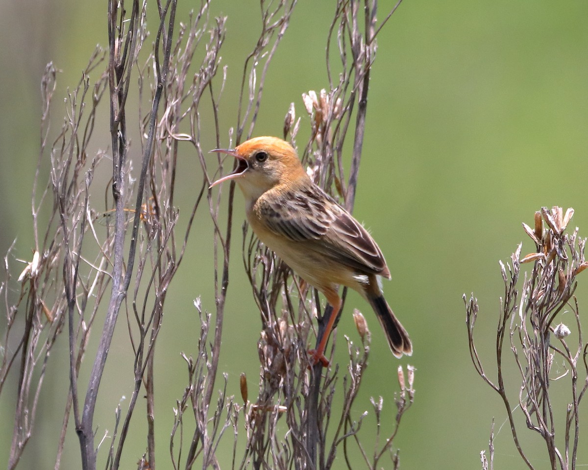 Golden-headed Cisticola - ML613487541