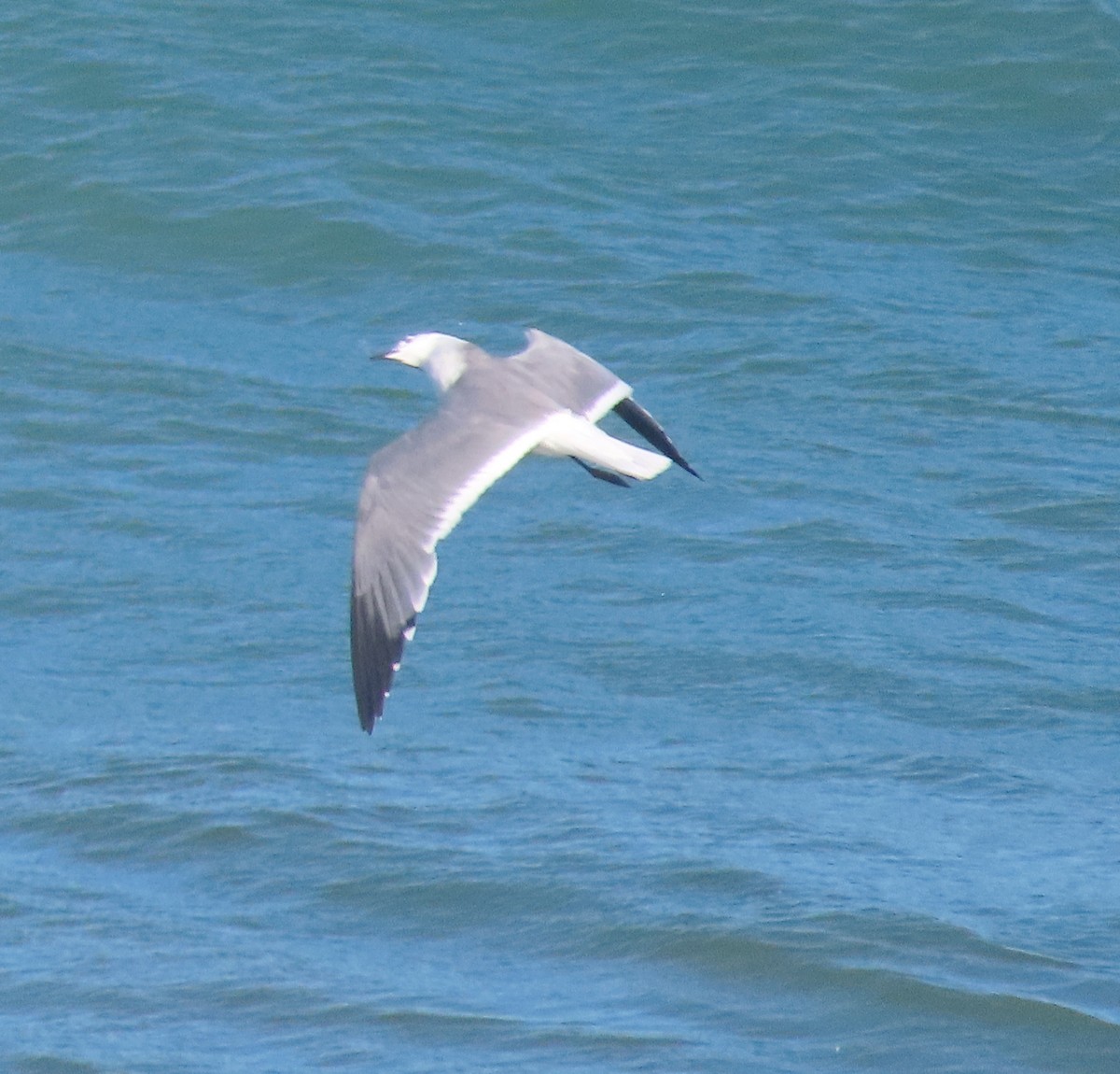 Laughing Gull - ML613487547